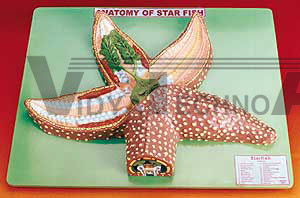 Star Fish Model